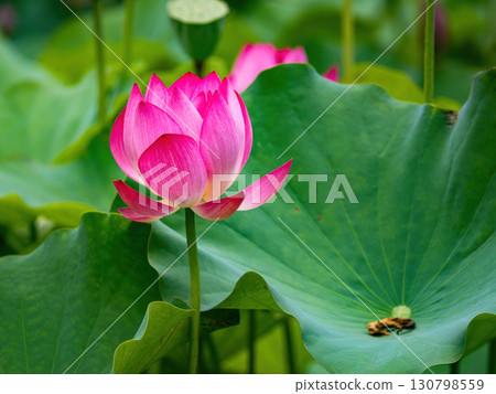 The Lotus Flower.Background is the lotus leaf and lotus flower and tree. The Lotus Flower.Background is the lotus leaf and lotus flower and tree. 130798559