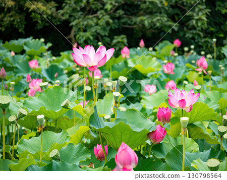 The Lotus Flower.Background is the lotus leaf and lotus flower and tree. 130798564