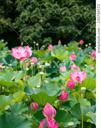 The Lotus Flower.Background is the lotus leaf and lotus flower and tree. 130798573