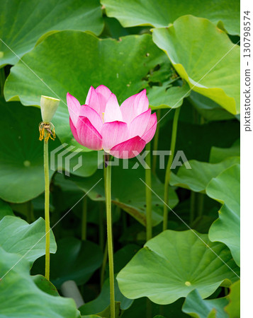 The Lotus Flower.Background is the lotus leaf and lotus flower and tree. The Lotus Flower.Background is the lotus leaf and lotus flower and tree. 130798574