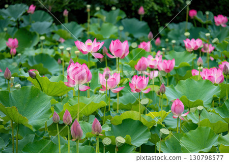 The Lotus Flower.Background is the lotus leaf and lotus flower and tree. The Lotus Flower.Background is the lotus leaf and lotus flower and tree. 130798577