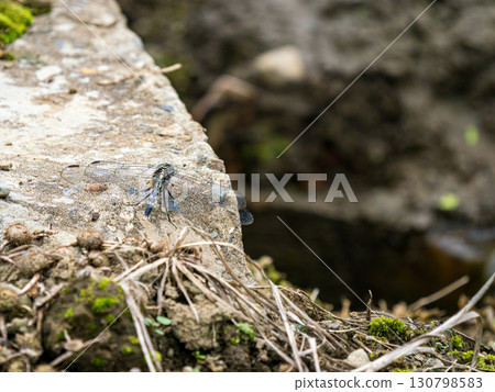 Dragonfly resting on stone surface in natural outdoor environment 130798583