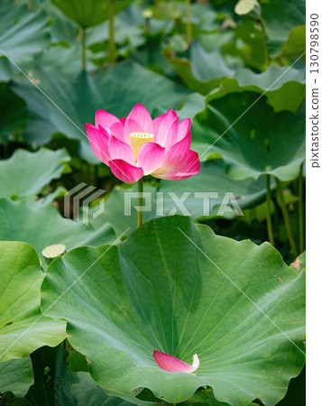 The Lotus Flower.Background is the lotus leaf and lotus flower and tree. 130798590