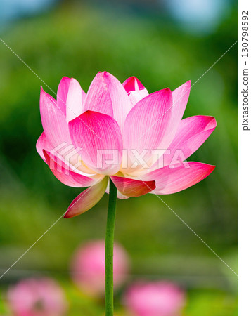 The Lotus Flower.Background is the lotus leaf and lotus flower and tree. The Lotus Flower.Background is the lotus leaf and lotus flower and tree. 130798592