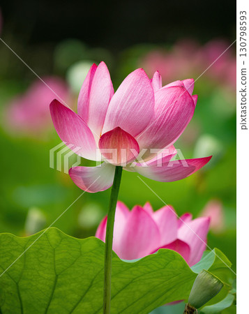 The Lotus Flower.Background is the lotus leaf and lotus flower and tree. The Lotus Flower.Background is the lotus leaf and lotus flower and tree. 130798593