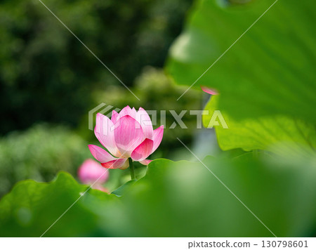 The Lotus Flower.Background is the lotus leaf and lotus flower and tree. The Lotus Flower.Background is the lotus leaf and lotus flower and tree. 130798601