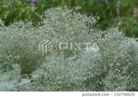 Asagirisou flower, 2025 Asagirisou flower, 2025 130798620
