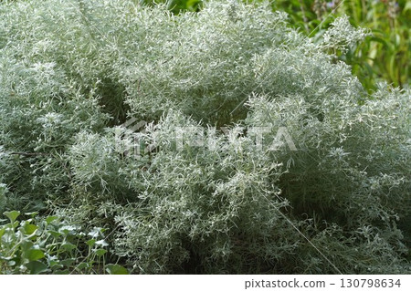 Asagirisou flower, 2025 Asagirisou flower, 2025 130798634