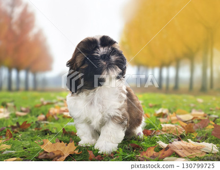 puppy shih tzu in nature puppy shih tzu in nature 130799725