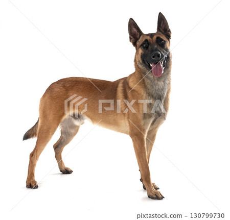 malinois in studio malinois in studio 130799730