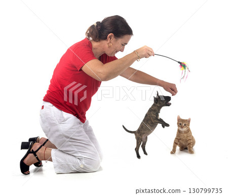 miniature bull terrier in studio 130799735
