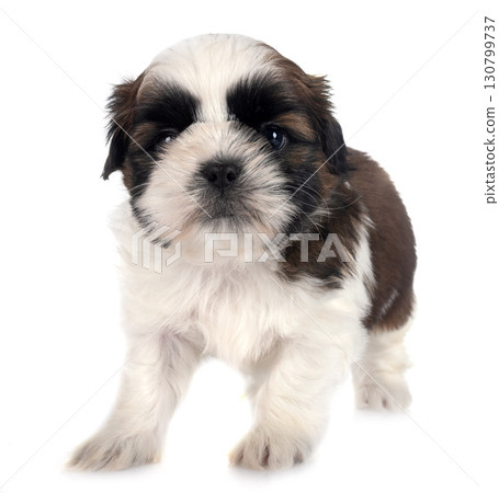 puppy Shih Tzu in studio puppy Shih Tzu in studio 130799737