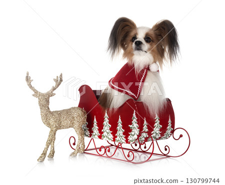 papillon dog in studio 130799744