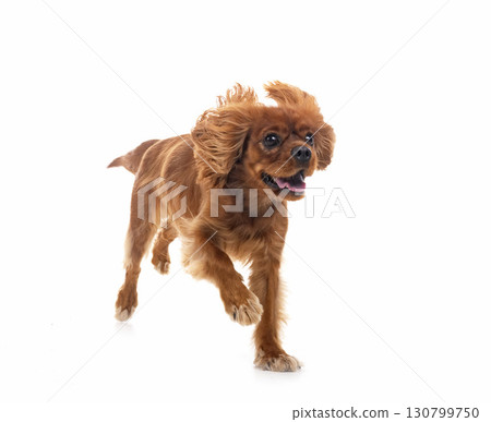 cavalier king charles in studio cavalier king charles in studio 130799750