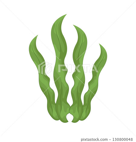 Illustration of seaweed Illustration of seaweed 130800048