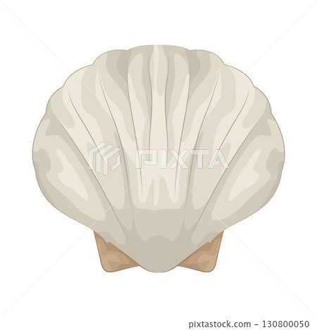 Illustration of seashell  130800050