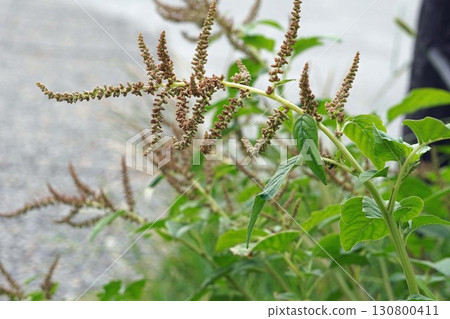 山茱萸花穗,2025年 山茱萸花穗,2025年 130800411