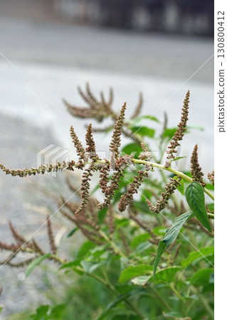 山茱萸花穗,2025年 山茱萸花穗,2025年 130800412