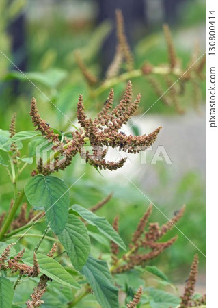 Flower spikes of dogwood, 2025 130800414