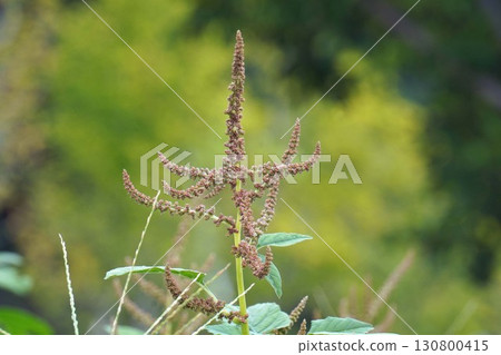 山茱萸花穗,2025年 山茱萸花穗,2025年 130800415