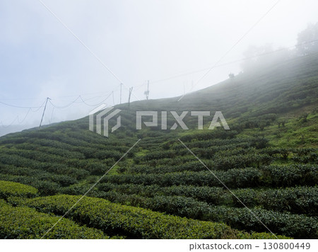 Landscape View Of Mountains And Tea garden in mist in Taiwan. Landscape View Of Mountains And Tea garden in mist in Taiwan. 130800449