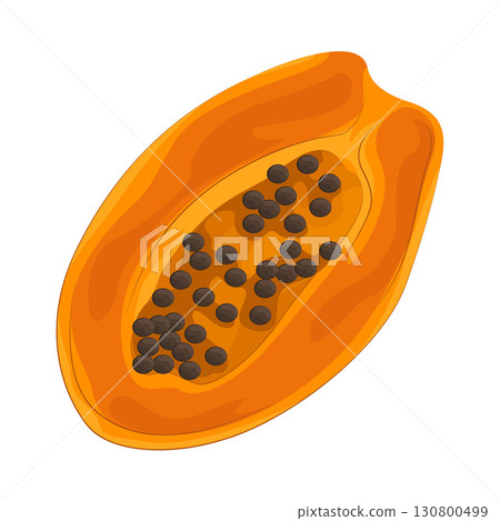 Illustration of papaya Illustration of papaya 130800499