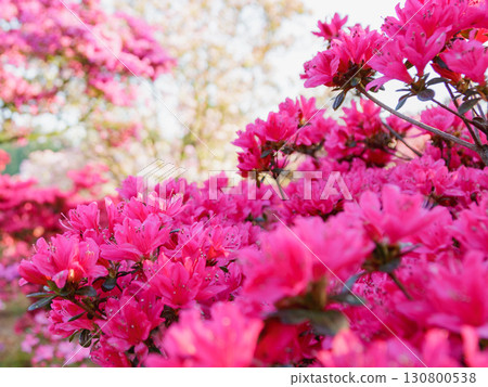 Pink azalea Pink azalea 130800538