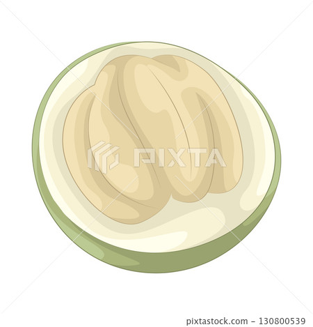 Illustration of coconut  130800539