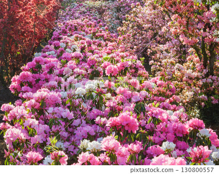 五彩杜鵑坡 五彩杜鵑坡 130800557