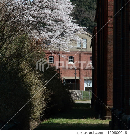 Brick building and cherry blossoms 130800648