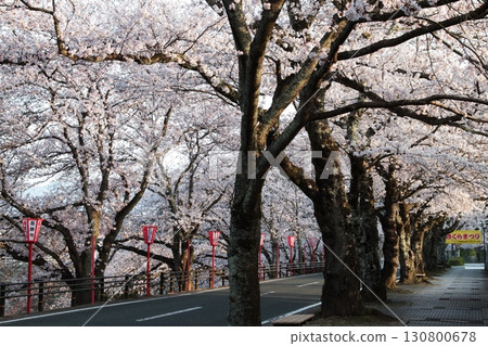 櫻花樹的道路 130800678