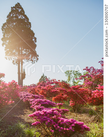 Azaleas illuminated by the morning sun Azaleas illuminated by the morning sun 130800707