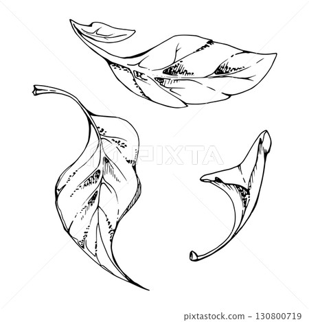 plant leaves of flower, bush tree foliage hand drawn vector ink, lilac poplar beech pear apple cherry. Isolated botanical illustration element. Wedding, florist, scrapbooking, decoupage, cosmetics 130800719