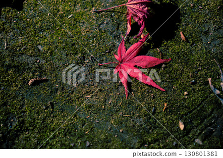 Bright red maple leaves fallen to the ground Bright red maple leaves fallen to the ground 130801381