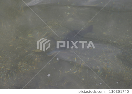 Fish swimming in the sea Fish swimming in the sea 130801740