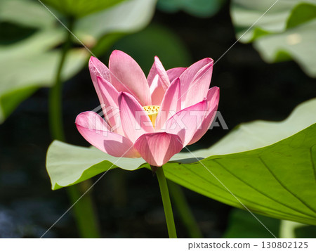 Landscape with lotus flowers 130802125