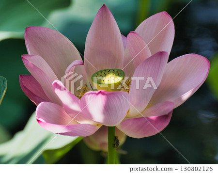 Lotus flowers swaying in the wind Lotus flowers swaying in the wind 130802126