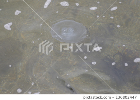 漂浮在海裡的水母 漂浮在海裡的水母 130802447