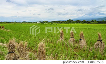 Fuji seen from straw 130802518
