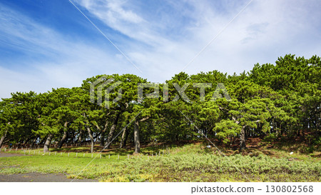 Pine forest landscape (Miho no Matsubara) 130802568