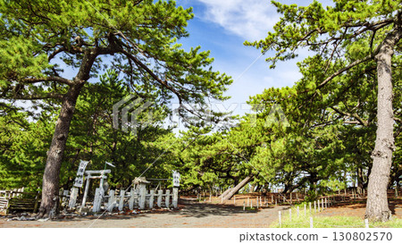 Pine forest landscape (Miho no Matsubara) 130802570