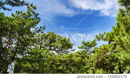 Pine forest landscape (Miho no Matsubara) Pine forest landscape (Miho no Matsubara) 130802578