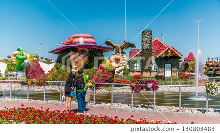Dubai miracle garden timelapse with over 45 million flowers in a sunny day, United Arab Emirates 130803483