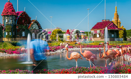 Dubai miracle garden timelapse with over 45 million flowers in a sunny day, United Arab Emirates 130803484