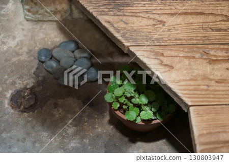 Saxifrage plants on the veranda Saxifrage plants on the veranda 130803947
