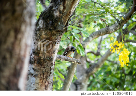 View of Mynas or Acridotheres bird perched on a branch, focus selective 130804015