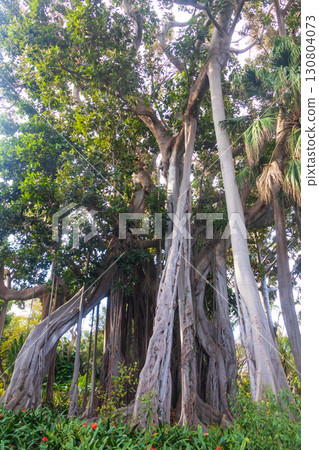 Huge Moreton Bay fig or Australian banyan (Ficus macrophylla) in botanical garden in Puerto de la Cruz on Tenerife island, Canary islands, Spain Huge Moreton Bay fig or Australian banyan (Ficus macrophylla) in botanical garden in Puerto de la Cruz on Tenerife island, Canary islands, Spain 130804073