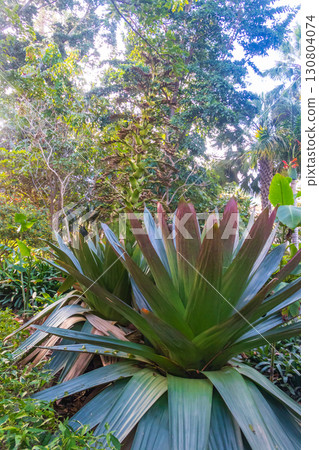 Alcantarea imperialis plants in botanical garden in Puerto de la Cruz on Tenerife island, Canary islands, Spain Alcantarea imperialis plants in botanical garden in Puerto de la Cruz on Tenerife island, Canary islands, Spain 130804074