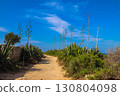 Pathway through sisal agaves (Agave sisalana) 130804098