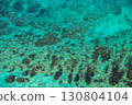 Background of the transparent turquoise water of sea or ocean 130804104